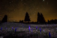 /album/viragok/reggelre-varva-jpg1/